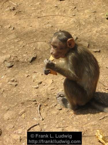 Sanjay Gandhi National Park, Borivali National Park, Maharashtra, Bombay, Mumbai, India